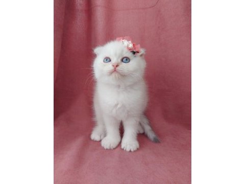 Teslime hazır dişi scottish fold yavrumuz