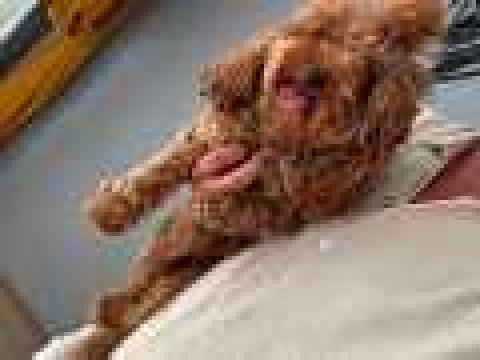 Aşılı ped eğitimli koyu kusursuz toy poodle dişi