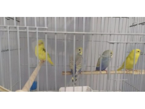 Yetiştirmek ele alıştırmak konuşturmak için muhabbet kuşlar