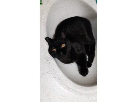 British shorthair asıl