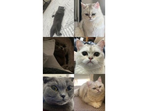Scottish fold dişi ve british erkek