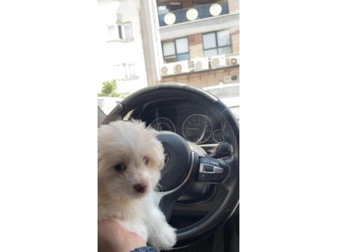 Poodle maltipoo 2.5 aylık