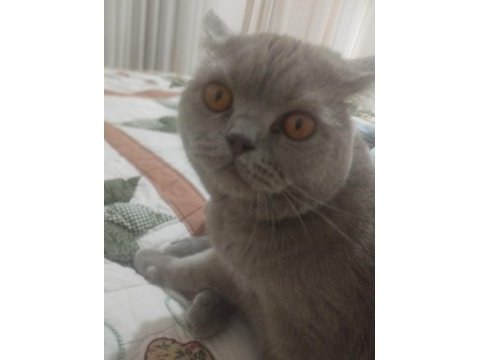 Kahverengi bal gözlü kedimiz