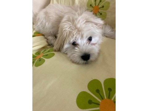 Sahibinden satılık 3 aylık maltipoo
