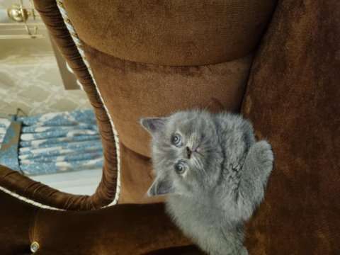 British shorthair sahiplendiriyoruz