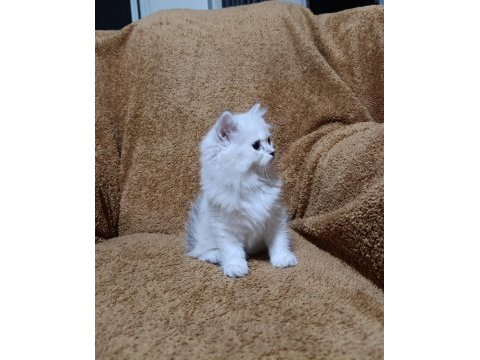 British longhair silverpoint kızımız