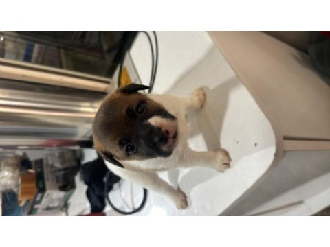 Orjinal jack russell 45 günlük oldular