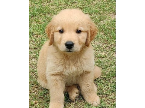 Golden retriever yavrularımız orjinal ev aile dostu