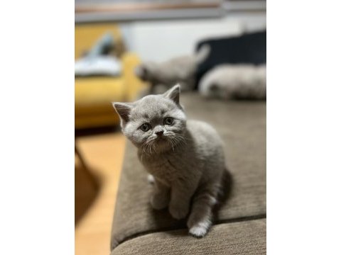 Sevimli british shorthair yavrular