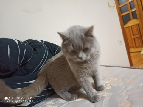 Lilac erkek british shorthair