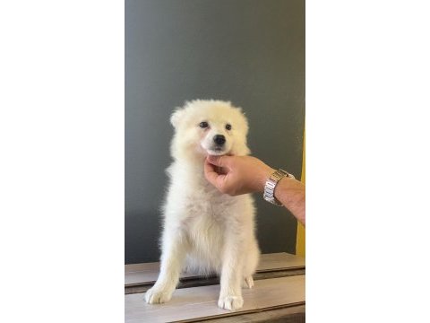 Bembeyaz güzellik safkan samoyed yavrusu