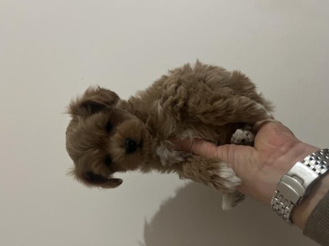 Birinci sınıf kore kan maltipoo bebekler
