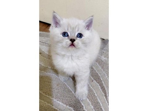 Acil safkan british shorthair yavrularımız