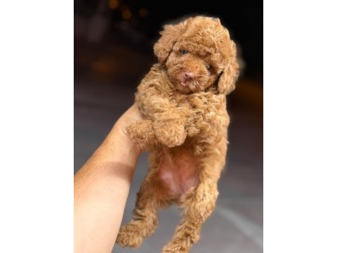 Koyu renk toy kore poodle yavrular
