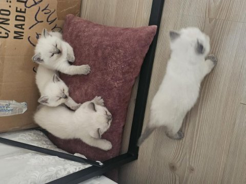 1 aylık cins kediler satılıktır blue point oyuncu kedisi