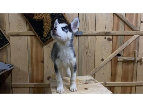 2.5 aylık dişi erkek husky yavrum mevcuttur