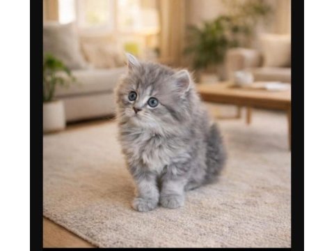 British longhair kedimiz