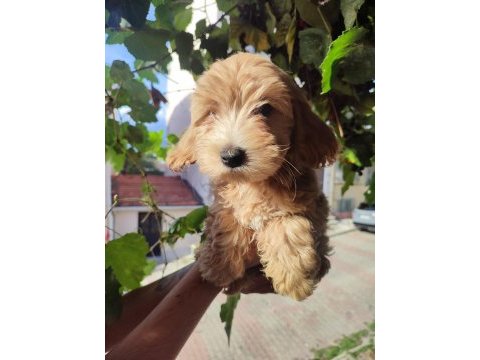 Bebek yüzlü orijinal maltipoo yavrular