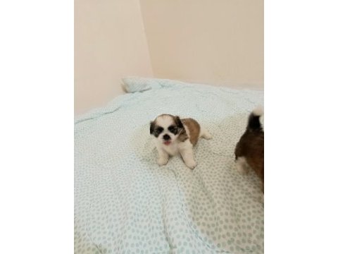 Shih tzu yavrular