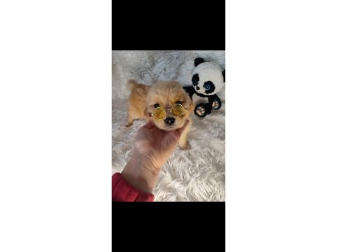 Golden retriever baby face küt burun