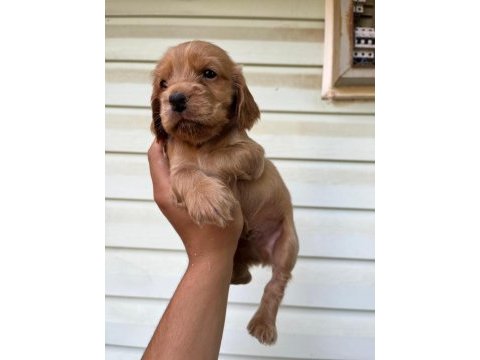 A kalite cocker bebekler