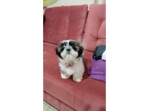 A kalite shih tzu yavrularımız ırk ve sağlık garantili