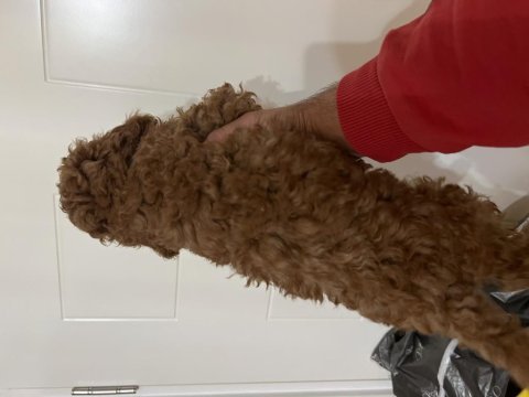 Safkan ev bakımı erkek poodle yavrular
