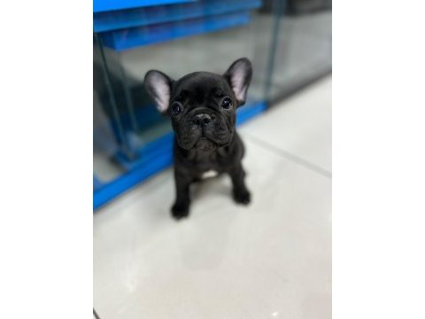 Dişi french bulldog coco 2 aylık ilk karma aşısı yapıldı