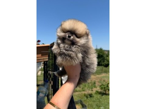 Sağlık ve ırk garantili pomeranian boo