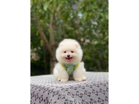 Pomeranian boo yavrularımız karşınızda