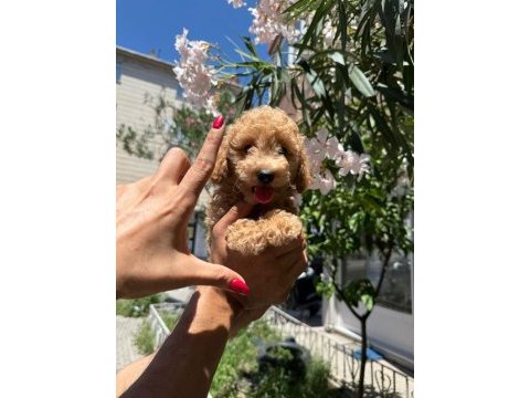 Orjinal apricot yavru poodle