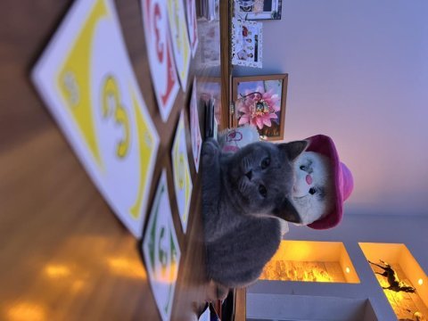 Çok cana yakın sevimli erkek british shorthair yavrular