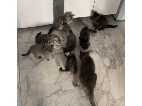 2,5 aylık scottish fold ve british shorthair yavrular