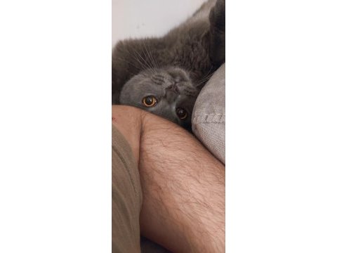 1 yaşında erkek çiftleştirme ilanı scottish fold