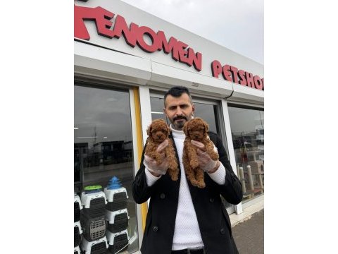 Show kalite toy poodle yavruları fenomen pets ankara