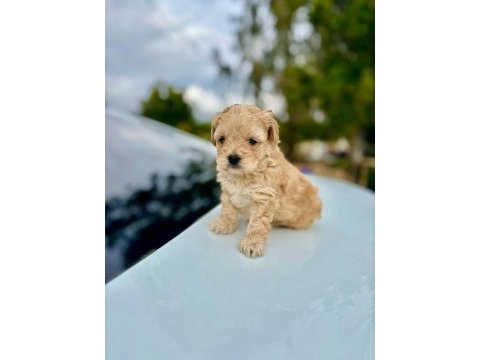 Üst kalite maltipoo bebeklerimiz sağlık garantili
