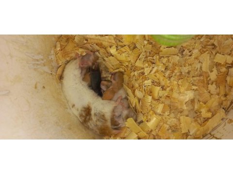 Yavru hamster