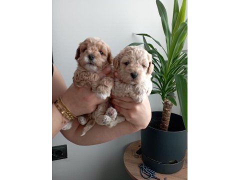 Muhteşem maltipoo bebekler
