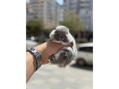 Cüce bebek tavşanlarımız hazır