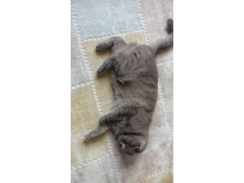 Scottish fold kedimiz