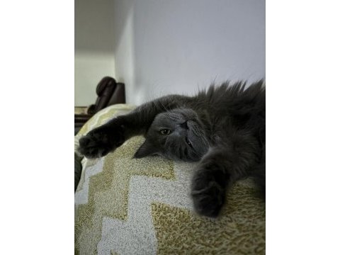 British longhair 1 yaşındaki kızıma eş arıyorum