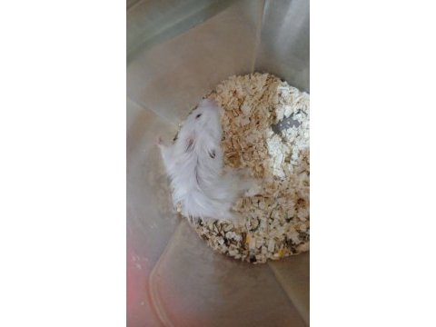 Ankara hamster 9 aylık