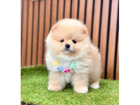 Safkan pomeranian boo yavrularımız