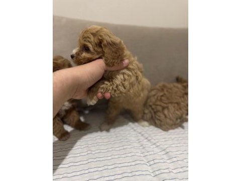 2 aylık dünya tatlısı maltipoo yavrusu