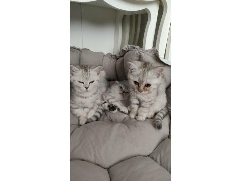 British shorthair ve scottish fold yavrularımız