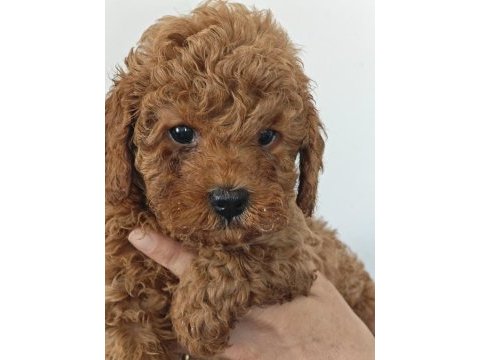 Toy poodle yavrularımız