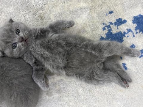 British scottish shorthair erkek kediler