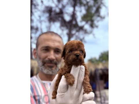 Kore poodle köpeği