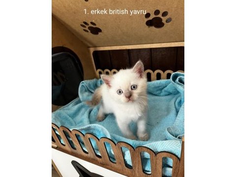British shorthair yavru kediler