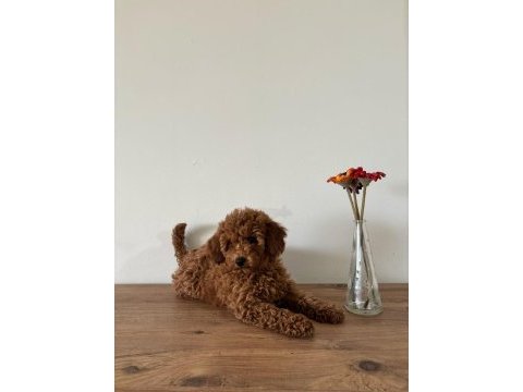 Uyguna aileden ufak boyutlu toy poodle